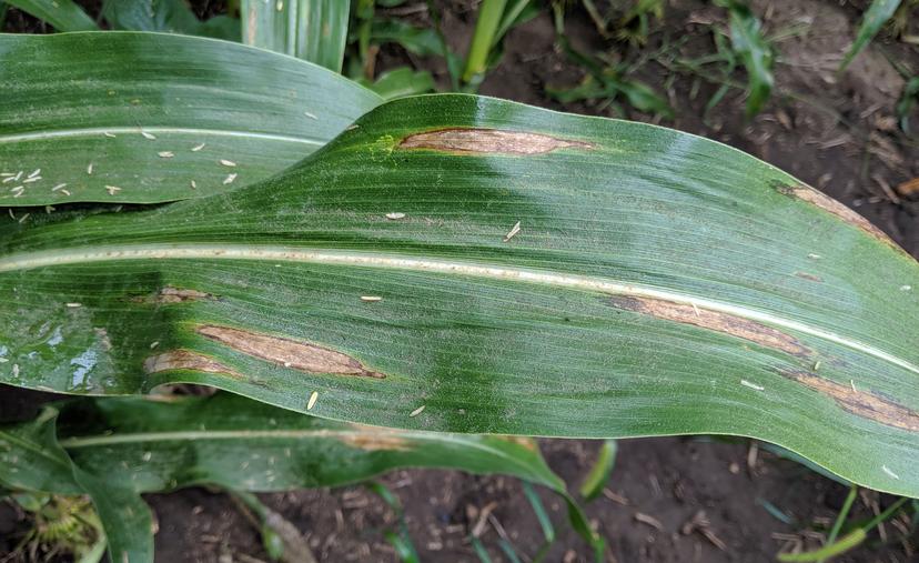 Corn Leaf Blight